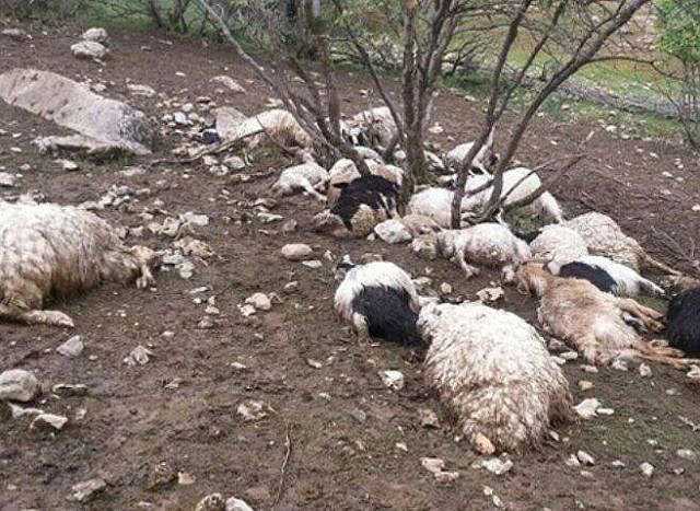 صاعقه ۵۰ راس گوسفند را در دهلران تلف کرد