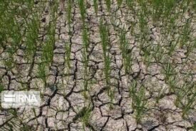 خشکسالی باعث خسارت ۱۰۰ درصدی اراضی دیم دهلران شد